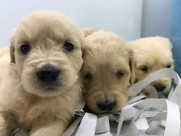 bebek yuz golden retriever yavrulari ankara pet shop petcim com 233089