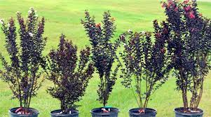 .'ebony & ivory', and 'ebony glow': Ebony Embers Ebony Fire Ebony Flame Ebony Glow And Ebony And Ivory Dark Leaf Crapemyrtles In Hortscience Volume 48 Issue 12 2013