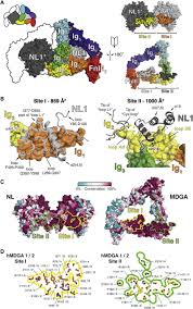 The mdga will post useful information to team app. Details And Conservation Of The Nl Mdga Site I And Ii Interfaces Download Scientific Diagram