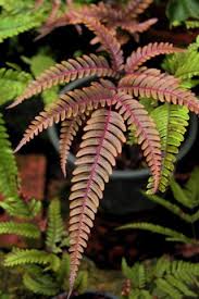 Image result for Pteris similis
