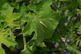 Image result for Solanum capsicoides