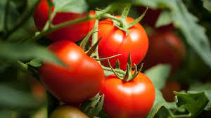 Traumdeutung Tomate - Traumdeutung - Symbole und Bedeutung