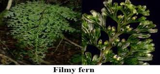 Image result for Cyclosorus striatus