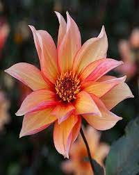 Pin By Mona Moni On Dahlia Dahlia Planting Bulbs Plants
