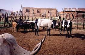 FAO/SIFSIA