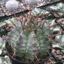 Image result for Euphorbia unicornis