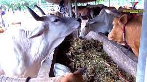 Jabatan perkhidmatan veterinar negeri terengganu. Dvssel