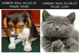 Funny Cat Meme Dog Scold Vs Cat Fridge Magnet 5 X 3 5 Ebay Funny Animal Memes Funny Animal Pictures Cute Funny Animals