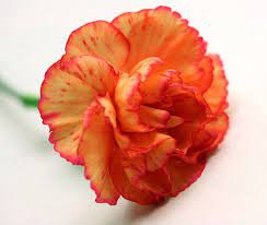 Red And Orange Carnations Yellow Carnations Carnations Red Carnation