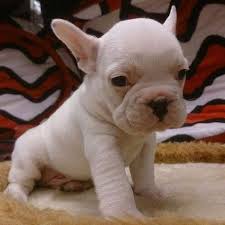 Satilik Fransiz Bulldog Satilik Fransiz Bulldog Kopek Kopekseverler Kopeksahiplendirme Kopekyavrusu Evcilhayvan Evcilhayvanurunleri Satilikkopekler Mit Bildern
