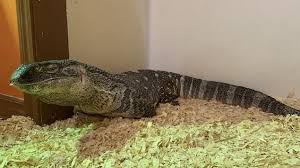 Le varan des savanes est en annexe ii de la cites et implique la remise d'un certificat de cession lors de son achat. Il Vit Avec Un Reptile De 2 Metres En Abitibi Radio Canada Ca