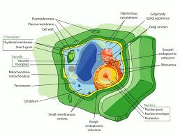 Maybe you would like to learn more about one of these? Plant Cell Structure Drawing Free Image Download