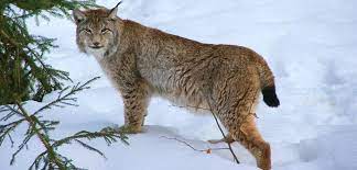 Get ready to face the world confidently with lynx. Species Of The Week 32 Eurasian Lynx Jutta Paulus