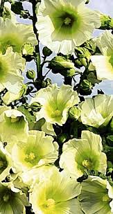Check spelling or type a new query. Jolly Hollyhocks These Victorian Favourites Are Back In Fashion Daily Mail Online