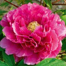 Pin By Mieko2 On Peonies Peonies Garden Peonies Chinese Tree