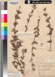 Image result for Lippia javanica