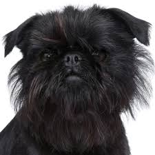Affenpinscher Means Monkey Like Terrier In German One Source Said This Was Not Because They Looked Like Monkeys Bu Affenpinscher Affenpinscher Dog Dog Skin