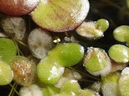 Image result for Lemna