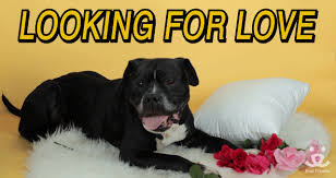 Valentines Day Love Gif By Best Friends Animal Society Find Share On Giphy Valentines, valentines day, happy valentines day, lets be real, smirnoff ice, lol, cheers, dog, puppy, puppy love, french bulldog, heart. valentines day love gif by best friends