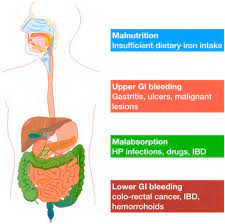 Ijms Free Full Text Molecular Aspects And Treatment Of Iron Deficiency In The Elderly Html
