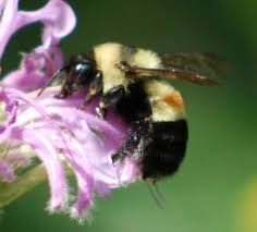 Image result for Buchnera affinis