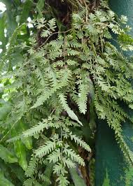 Image result for Lygodium