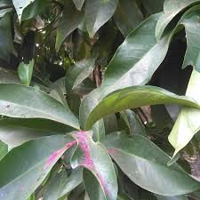Maybe you would like to learn more about one of these? Jual Daun Jambu Bol 200gr Kota Bogor Velin Shop Tokopedia