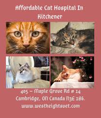 5 ways to manage stress during the coronavirus outbreak. Affordable Cat Hospital In Kitchener Pet Clinic Veterinary Hospital Animal Hospital