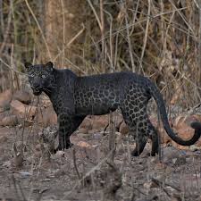 South africa premier soccer league predictions. Extremely Rare Black Leopard Snapped By Tourist In Incredible Pictures World News Mirror Online