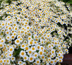 Feverfew Is A Spray Of Petite Daisy Flowers That Is Gorgeous In A Bouquet As A Filler These Cute 1 2 Inch Spray D July Flowers Summer Flowers Growing Flowers