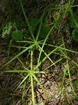 Image result for Cyperus chersinus
