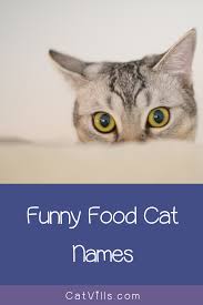 156 Funny Food Cat Names Catvills In 2020 Cat Names Food Humor Cats