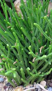 Image result for Crassula morrumbalensis