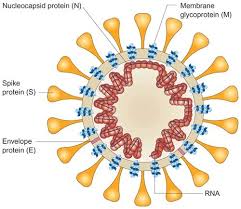 Pengalaman Swab Test Covid 19 Apa Beza Pcr Dan Rtk Test