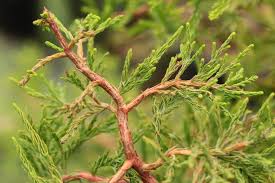 Image result for Taxodium