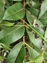 Image result for Zanthoxylum chalybeum