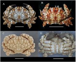 Image result for Ophrestia radicosa