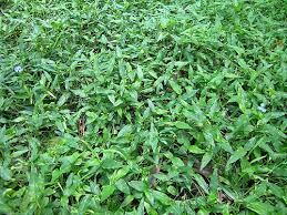 Image result for Commelina subulata