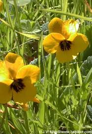 Taste of a delicious butterscotch flavor with an anise finish. Bay Area Hiker Yellow Wildflowers