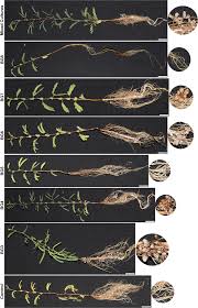 Microbiome properties in the root nodules of Prosopis cineraria, a  leguminous desert tree - ScienceDirect