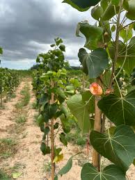 Image result for Thespesia