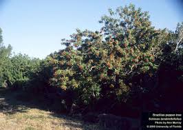 Image result for Tricalysia sp. E