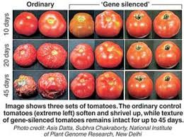 advantages and disadvantages of genetically modified foods