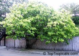 Image result for Pisonia