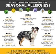 Pethonesty Allergy Relief Snacks Immunity Strength Digestive Health Soft Chews Dog Supplement Chewy Dog Allergies Seasonal Allergies Allergies
