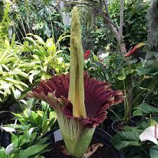 Instagram Photo By Honolulufamily May 13 2016 At 10 28pm Utc Corpse Flower Botanical Gardens Plants