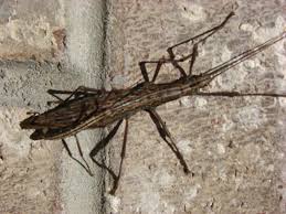 Its tail acts as a kind of 'snorkel', so it can breathe in the water. Mating Walkingsticks What S That Bug