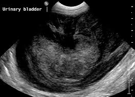 Blood in the urine is indicative of bladder cancer, so checking your dog's urine might clue you into the possibility that bladder cancer is the culprit behind your dog's odd bathroom behavior. Small Animal Abdominal Ultrasonography The Urinary Tract Urinary Bladder Urethra Today S Veterinary Practice