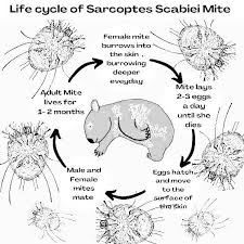 Image result for Sarcoptes scabiei life cycle