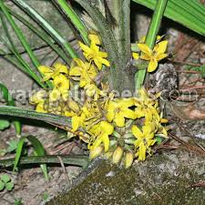 Image result for Curculigo